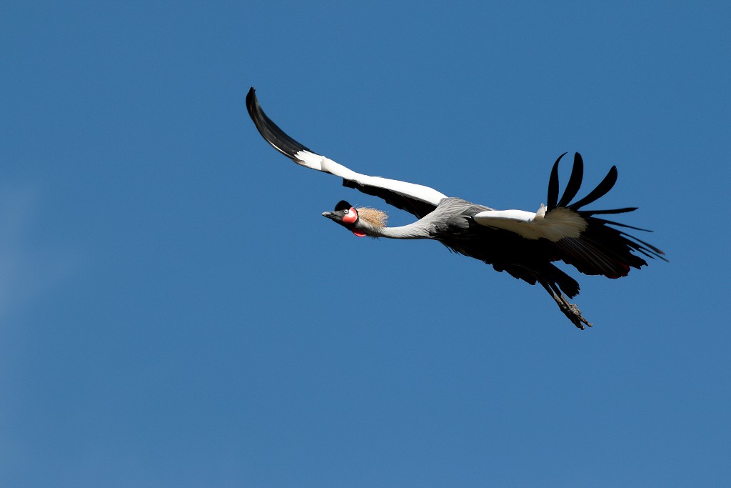 vogels vogel hdr fauna natuur aves zang vliegen vrij